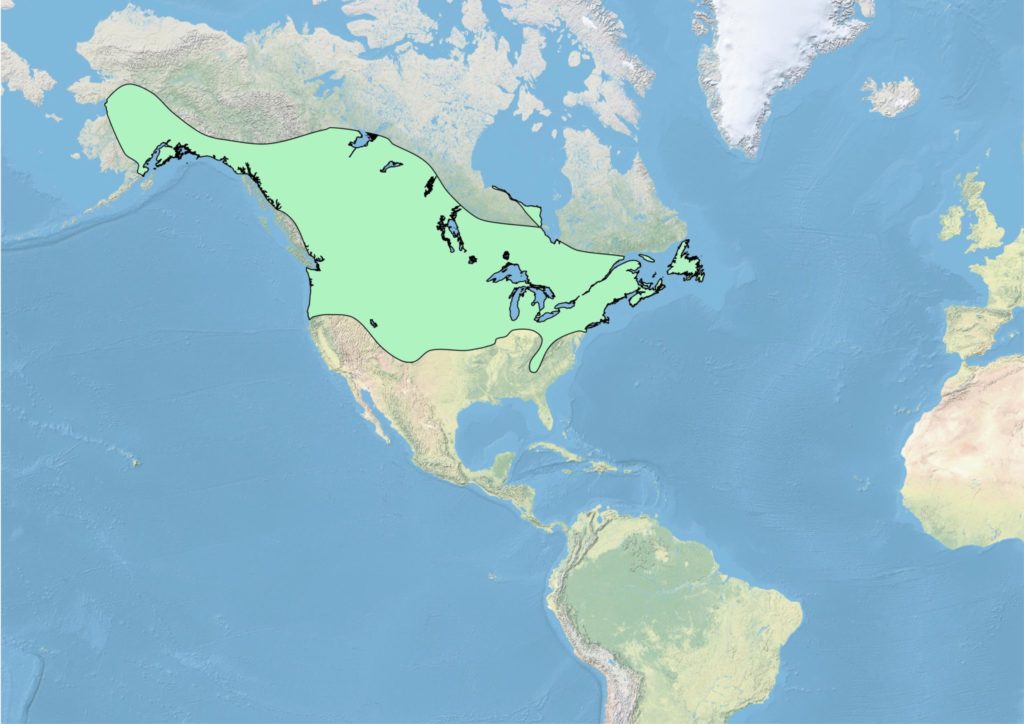 A map of North America showing the year-round range of Black-capped Chickadee in pastel green. Their range includes deciduous and mixed forests from Newfoundland to Alaska.