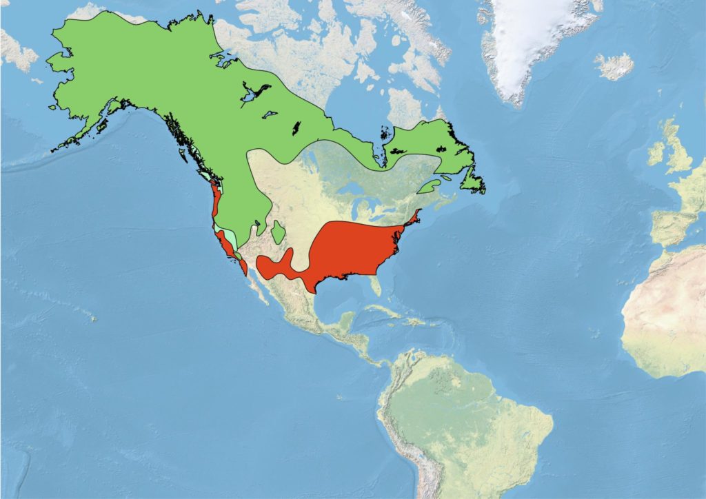 A map of North America showing the range of Fox Sparrows. The breeding range, shown in green, of Fox Sparrow extends across the boreal forest of Canada and Alaska, the coastal mountains of the Pacific, and into the interior mountains of western North America. Fox Sparrow are an uncommon breeding species in far northern Maine. Fox Sparrows wintering range, shown in red, extends throughout most of the southern half of the United States. Individuals from some western populations winter along the Pacific Coast. Fox Sparrows occur year-round, shown in pastel green, in parts of coastal British Columbia and California. 