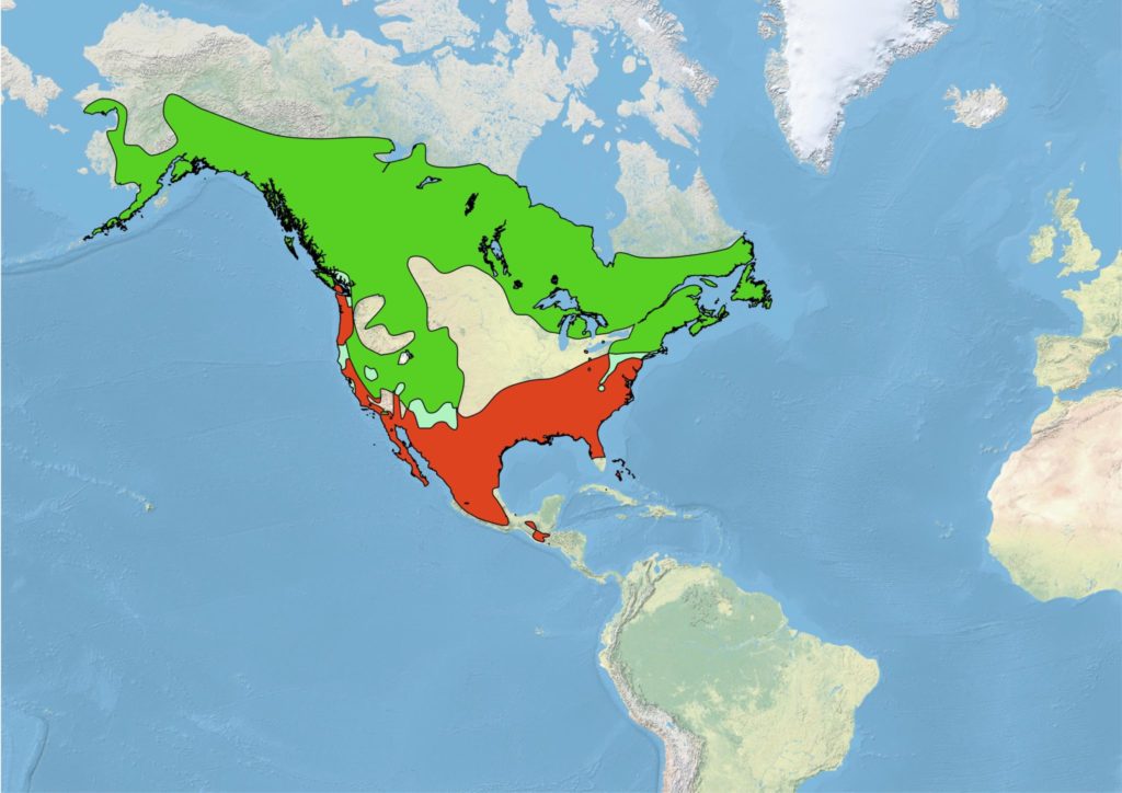 A map of North America showing the range of Hermit Thrushes. The breeding range, shown in green, of Hermit Thrush extends across the boreal forest of Canada and Alaska, throughout the mountains of western North America, and into the highlands of the east as far south as North Carolina. The winter range of Hermit Thrush winter, shown in red, extends throughout most of the southern half of the United States and central and northern Mexico. Hermit Thrush occur year-round, shown in pastel green, in the central Appalachians and in parts of western North America.