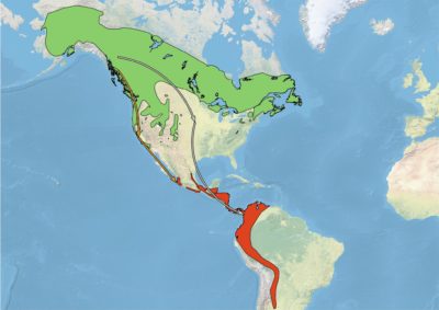 A map of North and South America showing the migration pathways of Russet-backed and Olive-backed forms of Swainson's Thrush. The russet-backed form of Swainson's Thrush breed along the Pacific coast of North America and follow a migratory pathway, shown in brown, south along the coast. The olive-backed form breeds across the boreal forest and mountains of North America, and migrate through eastern and central North America, shown in gray..