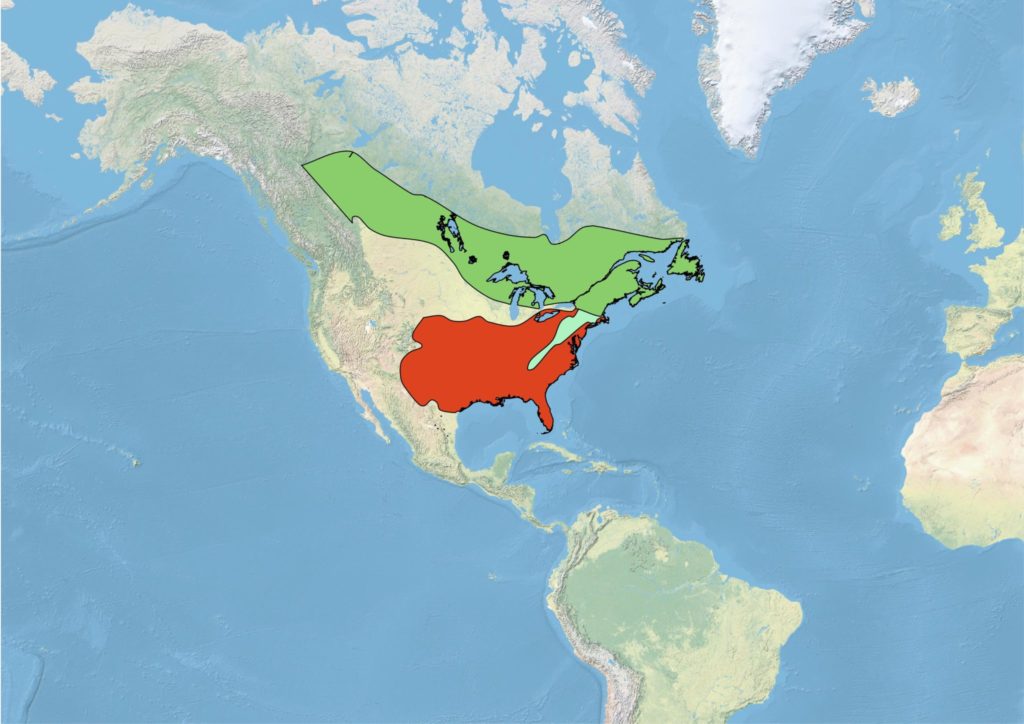 A map of North America showing the range of Winter Wrens. The breeding range, shown in green, of Winter Wrens extends across the boreal forest of Canada and Alaska, in addition to the highlands of the northeastern United States. The winter range of Winter Wrens, shown in red, covers most of the southern half of the United States. Winter Wrens occur year-round, shown in pastel green, along the Appalachian Mountains as far south as northern Georgia.