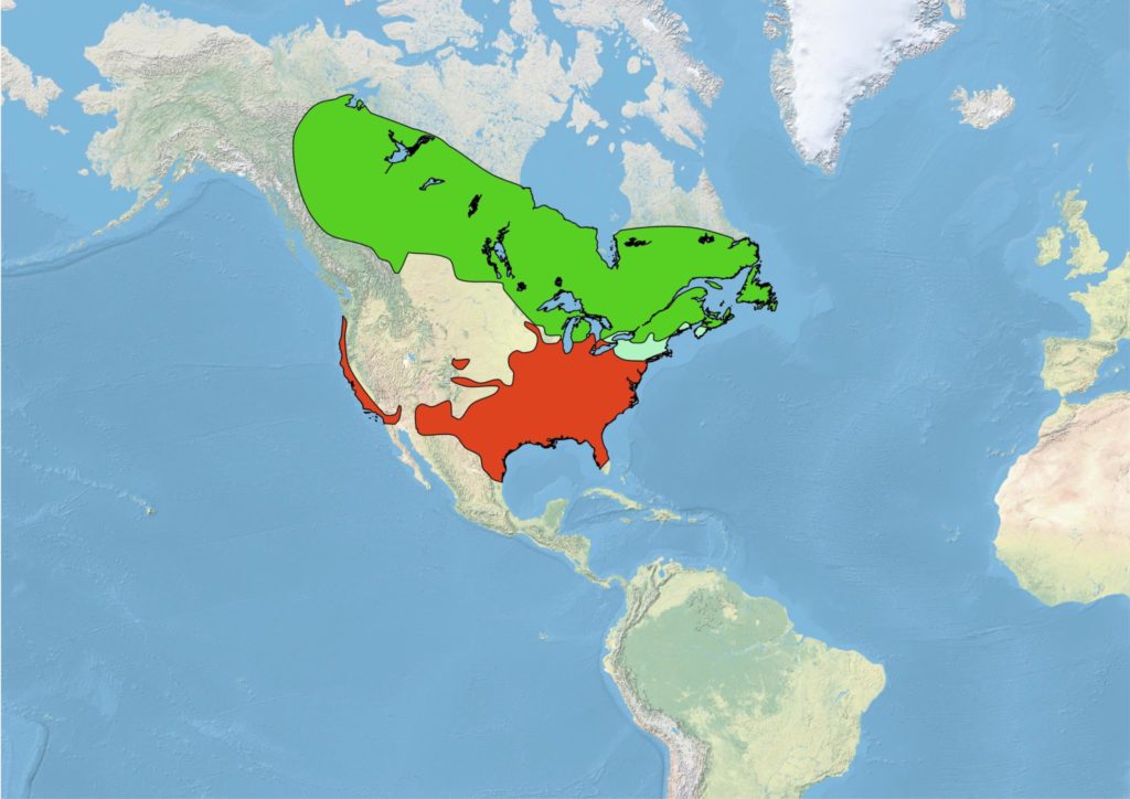 A map of North America showing the range of White-throated Sparrows. The breeding range, shown in green, of White-throated Sparrow extends across the boreal forest of Canada and Alaska, in addition to the highlands of the northeastern United States. White-throated Sparrows winter range, shown in red, extends throughout most of the southern half of the United States. Individuals from western populations winter along the Pacific Coast. White-throated Sparrows occur year-round (pastel green) from northern Pennsylvania through much of New England.