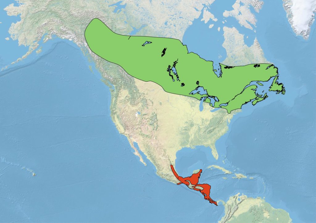 A map of North America an overlay of the range of Yellow-bellied Flycatchers. The breeding range (shown in green) extends across the boreal forest of Canada, in addition to the high mountains of the northeastern United States. The species has recently been discovered nesting in eastern Alaska, too. Yellow-bellied Flycatchers winter (range shown in red) in tropical forests of Mexico and Central America.