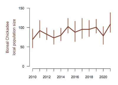 A plot of Boreal Chickadee study area abundance. The x axis show years between 2010 and 2021. The y axis shows local population size. Local population size is relatively stable between approximately 75 and 110 individuals and shows a slight upward trend. 